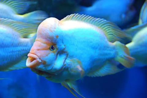 Tropical fish Stock-Fotos
