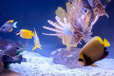Tropical fish Stock Photos