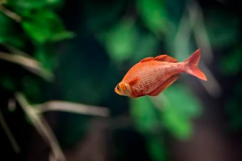 Tropical Fish Stock Photos