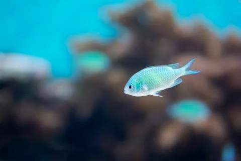 Tropical Fish Stock Photos