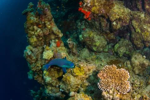 Tropical fish Stock Photos