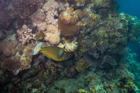 Tropical fish Stock Photos