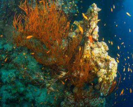 Tropical fish Foto stock