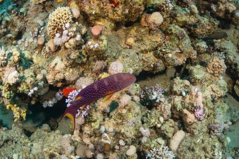 Tropical fish Stock Photos