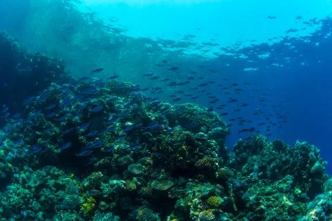 Tropical fish Stock Photos