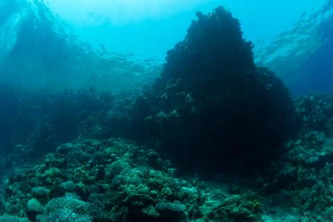 Tropical fish Stock-Fotos
