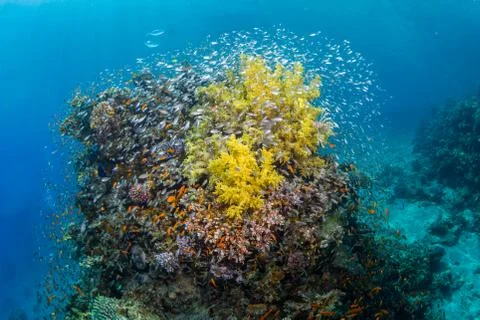 Tropical fish Stock Photos