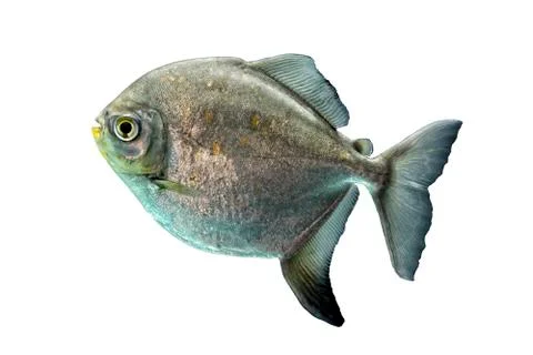Tropical Fish Stock Photos