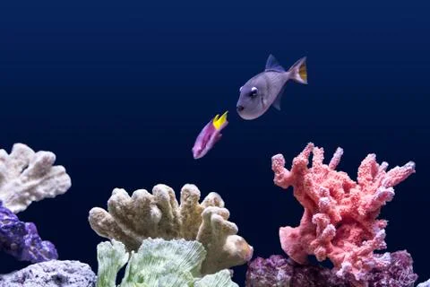 Tropical Fish Stock Photos