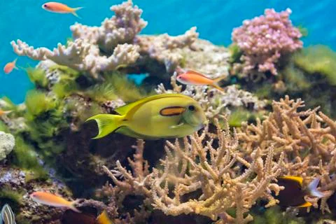 Tropical Fish Stock Photos