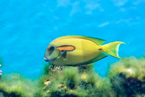 Tropical Fish Stock Photos