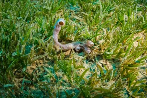 Tropical fish Stock Photos