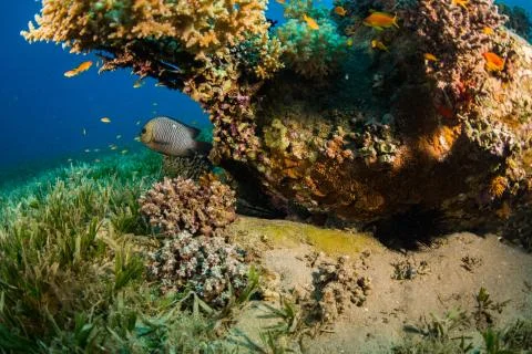 Tropical fish Foto stock