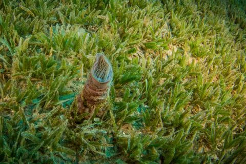Tropical fish Stock Photos