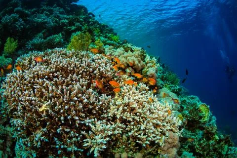 Tropical fish Stock Photos