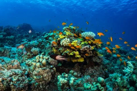 Tropical fish Stock Photos