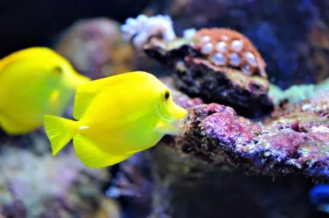 Tropical fish 写真素材