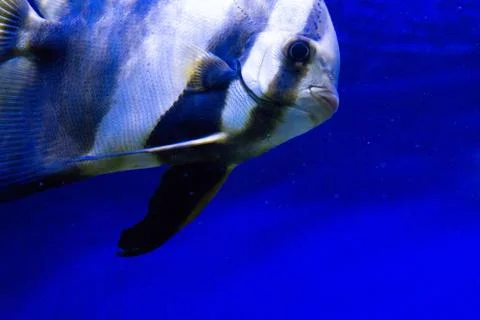 Tropical fish Stock Photos