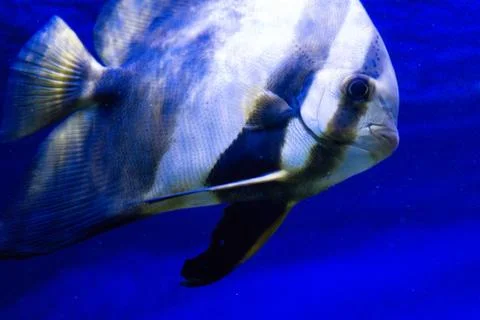 Tropical fish Stock Photos