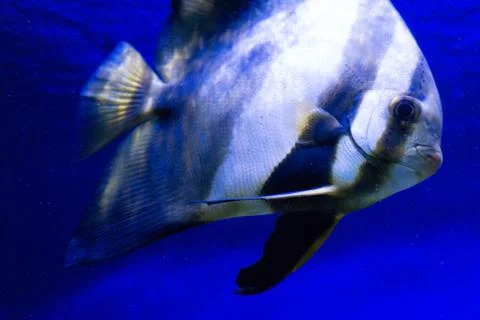 Tropical fish Stock Photos