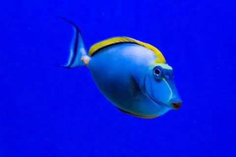 Tropical fish Stock Photos