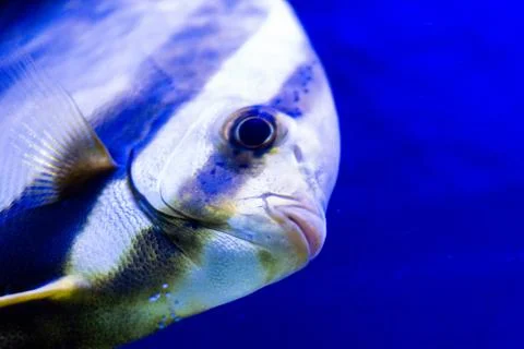 Tropical fish Stock Photos
