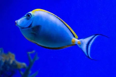 Tropical fish Stock Photos