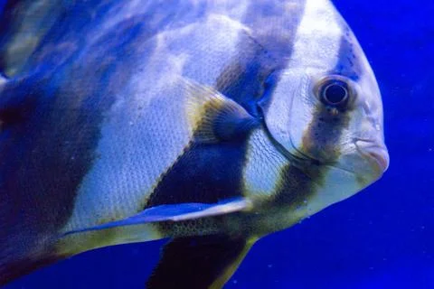 Tropical fish Stock Photos