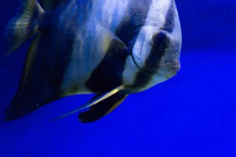 Tropical fish Stock Photos