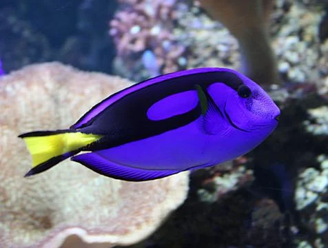 Tropical Fish. Stock Photos