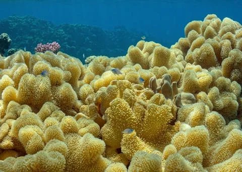 Tropical fish Stock Photos