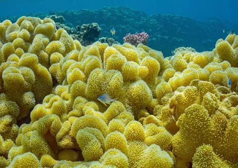 Tropical fish. Stock Photos