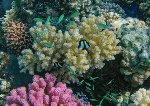 Tropical fish 스톡 사진