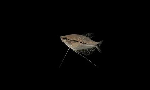 Tropical Fish Stock Photos