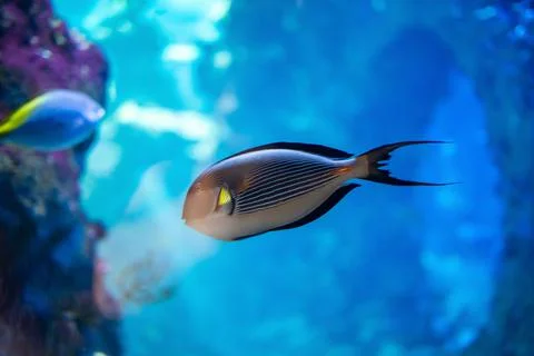 Tropical fish Stock-Fotos