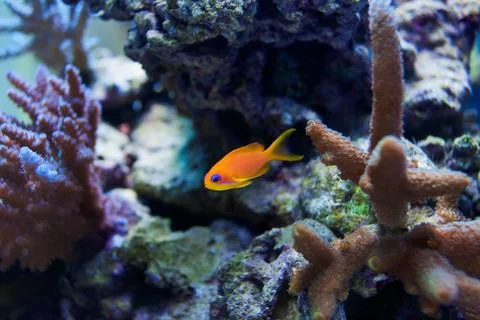 Tropical fish Stock Photos