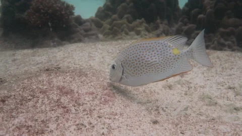 Tropical Fish RabbitFish Feeding side of reef Stock Footage 158472383