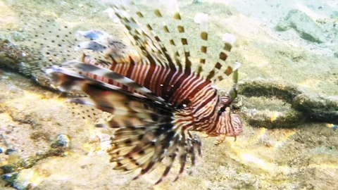 Tropical fish red lionfish coral reef underwater Stock Footage