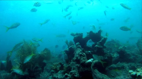 Tropical Fish on Reef 動画素材 45155054