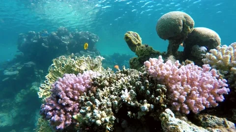 Tropical fish. Reef, Stock Footage 61404426