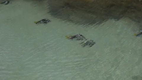 Tropical Fish In A Reef Stock Footage 104810657