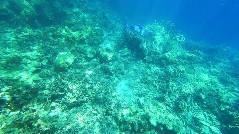 Tropical Fish on Reef Stock Footage 138132896
