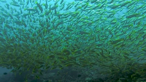 Tropical Fish School 1 Stock Footage 82649321