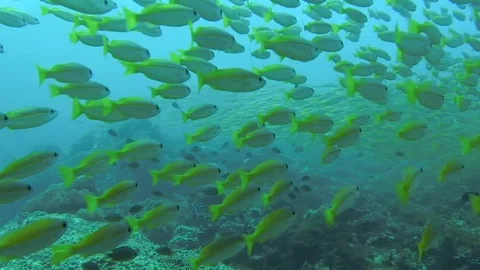 Tropical Fish School 2 Stock Footage 82649318