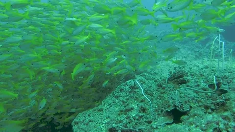 Tropical Fish School 3 Stock Footage 82649328