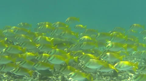 Tropical fish school of Double Barred Rabbit fishes (Siganus virgatus) Stock Footage 63109676