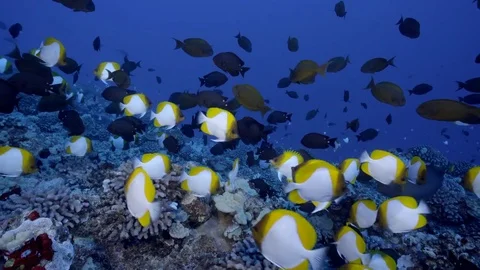 Tropical Fish Schooling Over a Deep Reef Stock Footage 74806670