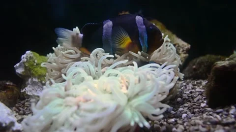 Tropical Fish in Sea Anemone Stock Footage 59129711