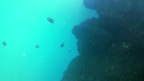 Tropical fish, sea, rocks Видео 336430548