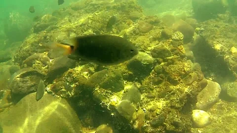 Tropical fish. sea, seabed 動画素材 336922260